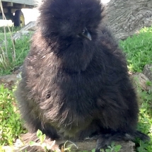 Bl breeder silkie hen
