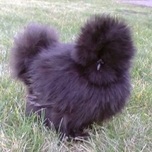 black silkie