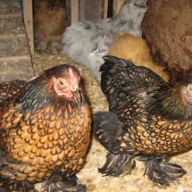 golden-laced-cochin-bantam-chicks