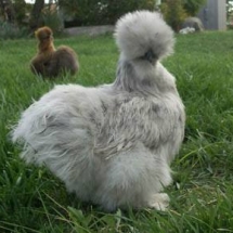 splash silkie a