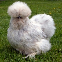 splash silkie hen