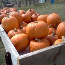 ubf pumpkins wagon